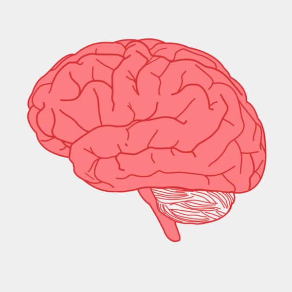 Brain Thumbnail