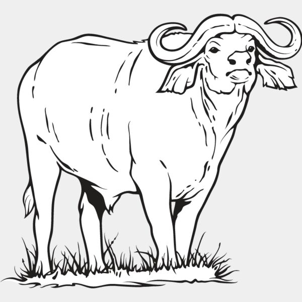 Water Buffalo Thumbnail