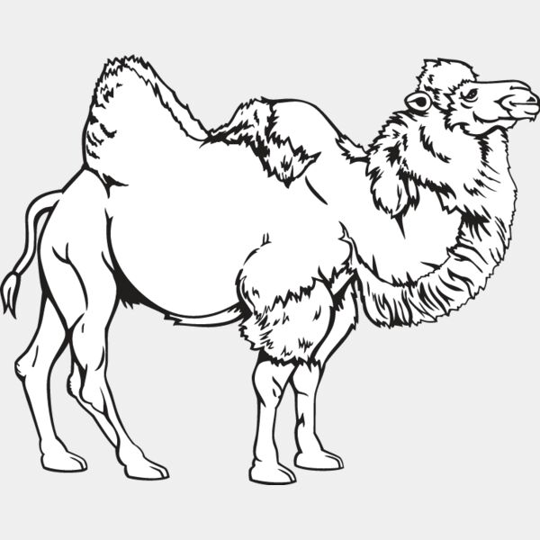 Camel1 Thumbnail