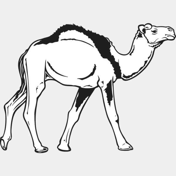 Camel2 Thumbnail