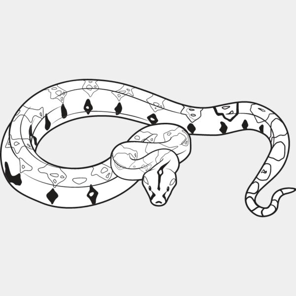 Boa Constrictor Thumbnail