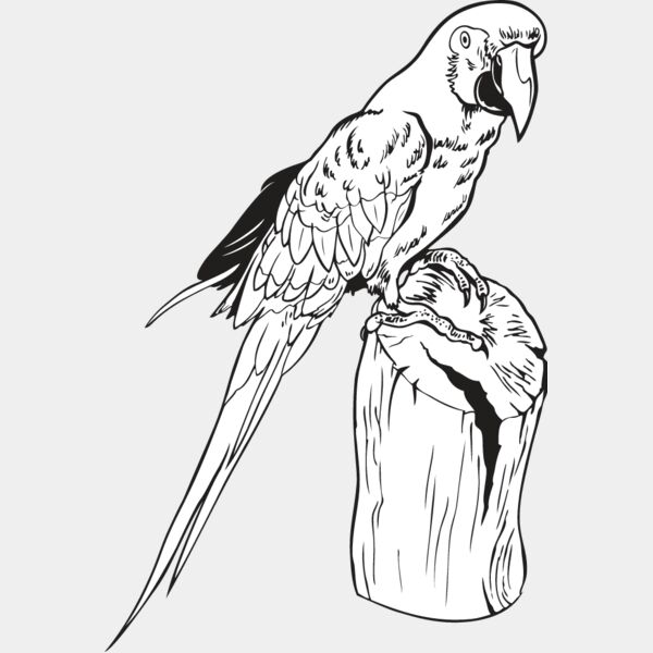 Macaw Thumbnail