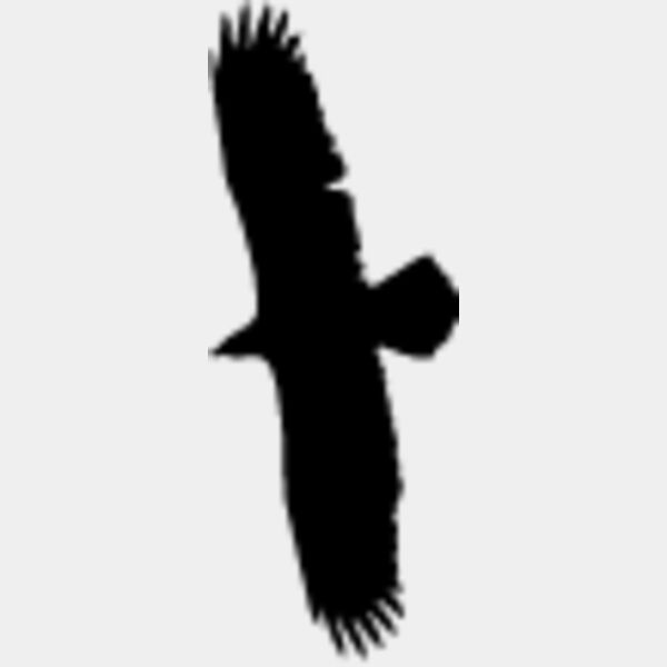 Flying Eagle Silhouette4 Thumbnail