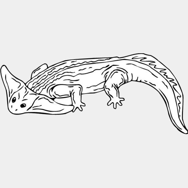 Diplocaulus Thumbnail