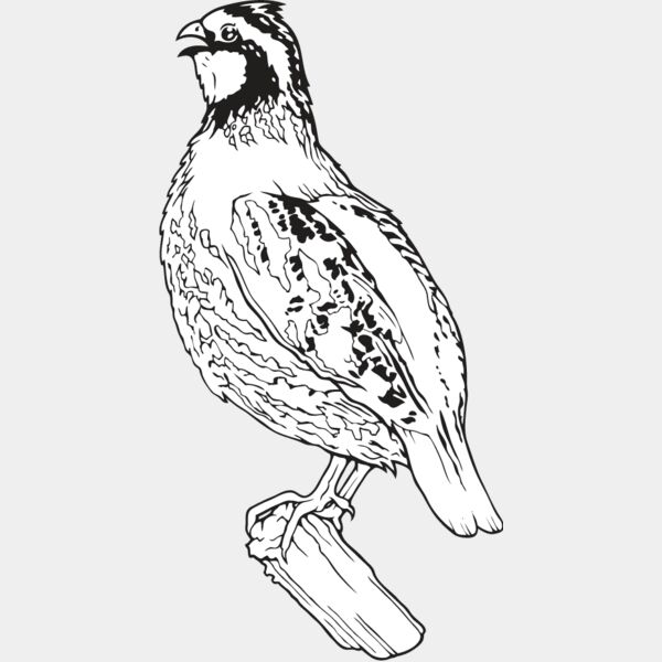 Quail1 Thumbnail
