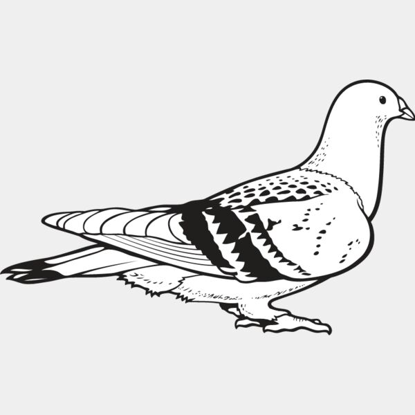 Pigeon2 Thumbnail