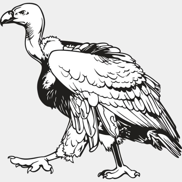 Vulture Thumbnail
