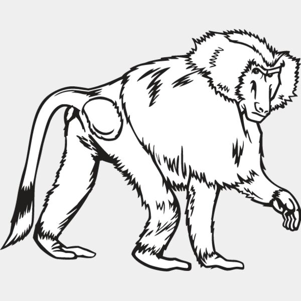 Baboon Thumbnail