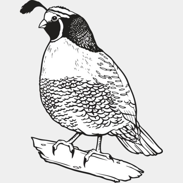Quail2 Thumbnail