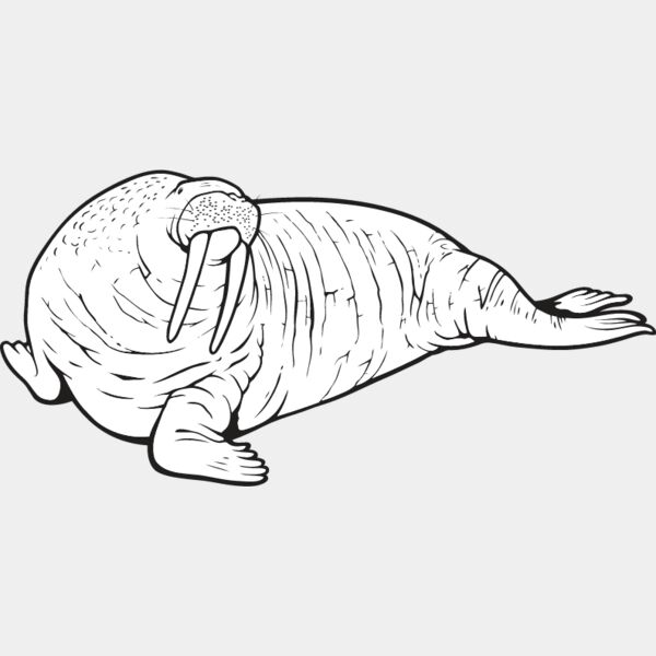 Walrus Thumbnail
