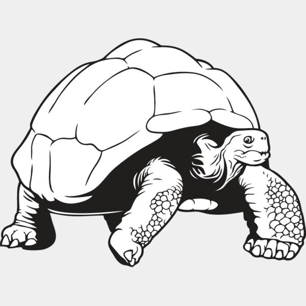 Tortoise2 Thumbnail