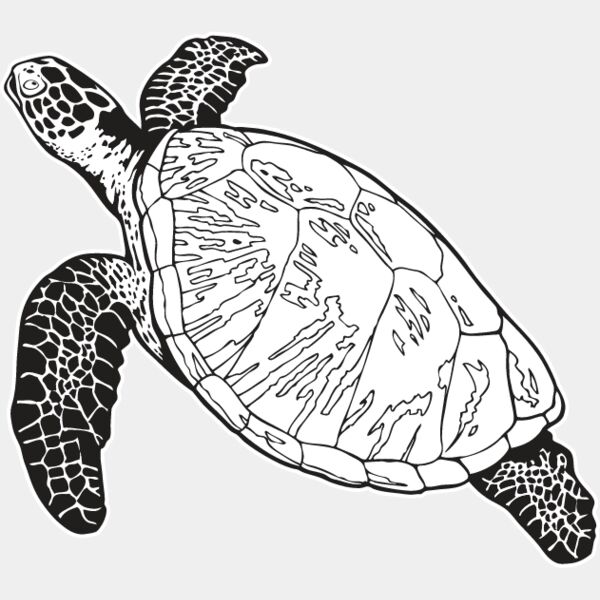 Sea Turtle1 Thumbnail