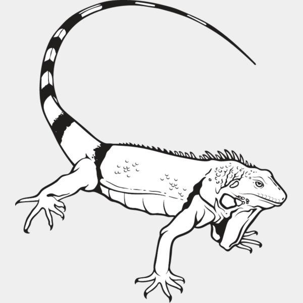 Iguana1 Thumbnail