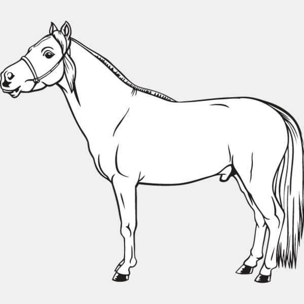 Miniature Horse1 Thumbnail