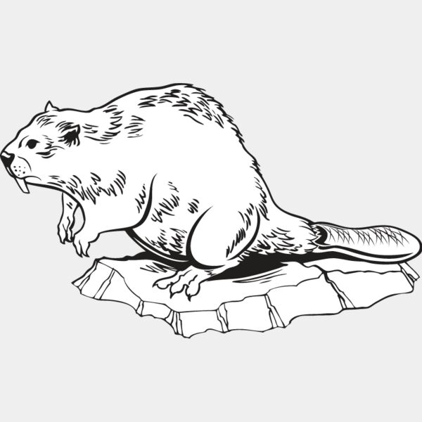 Beaver1 Thumbnail