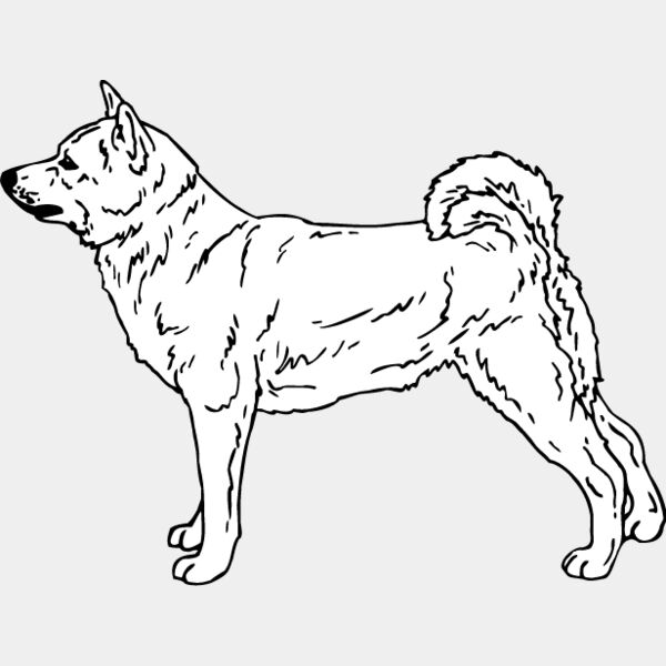 Shiba Inu1 Thumbnail