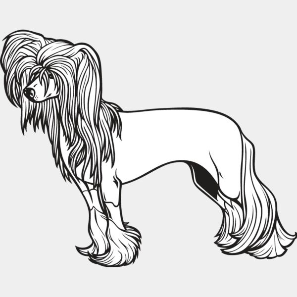 Chinese Crested1 Thumbnail