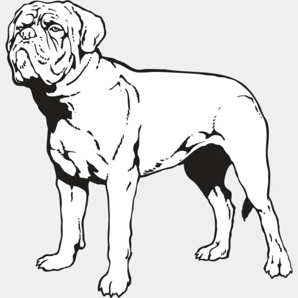 French Mastiff Thumbnail