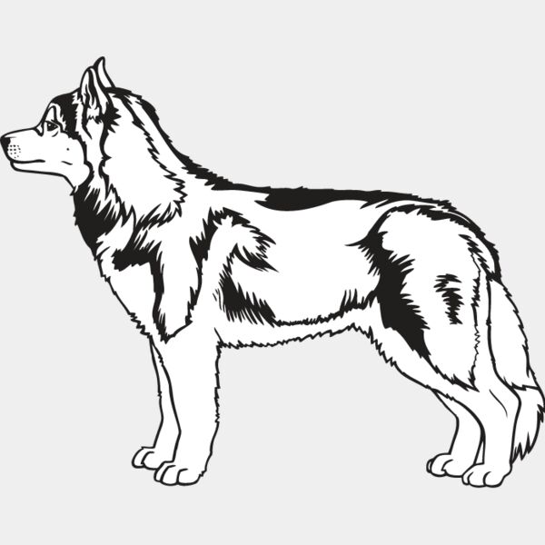 Siberian Husky2 Thumbnail