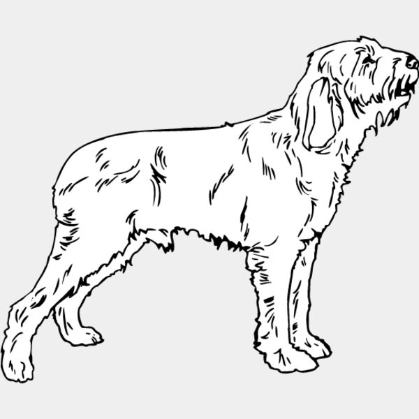 Spinone Italiano Thumbnail