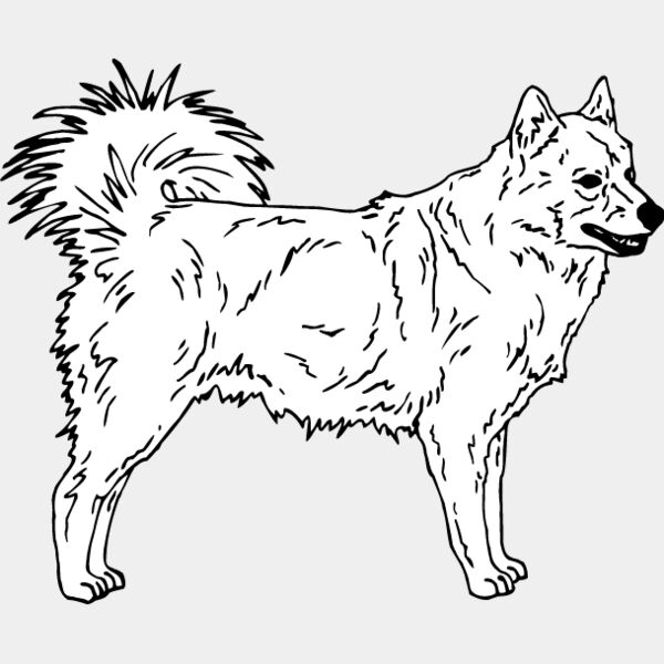 Finnish Lapphund Thumbnail