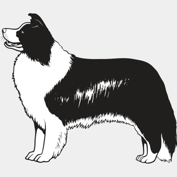 Border Collie3 Thumbnail