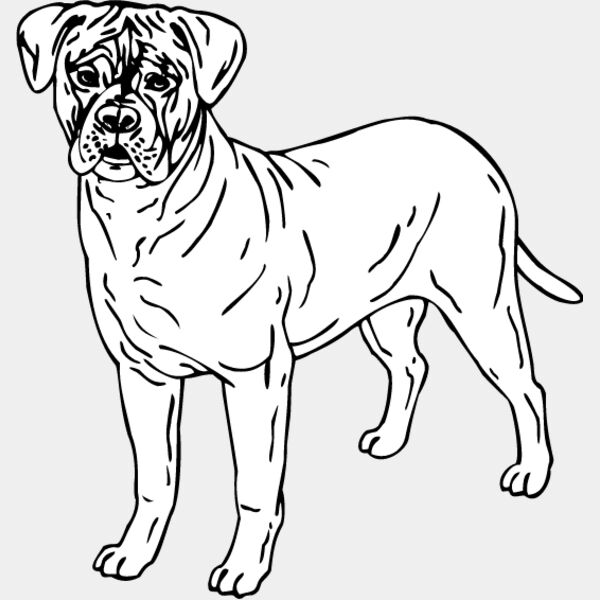 Bull Mastiff1 Thumbnail