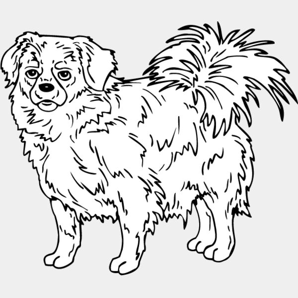 Tibetan Spaniel Thumbnail
