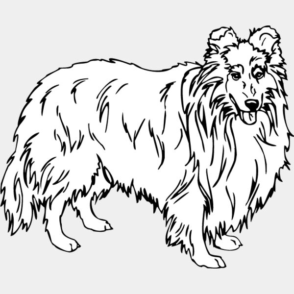 Shetland Sheepdog1 Thumbnail