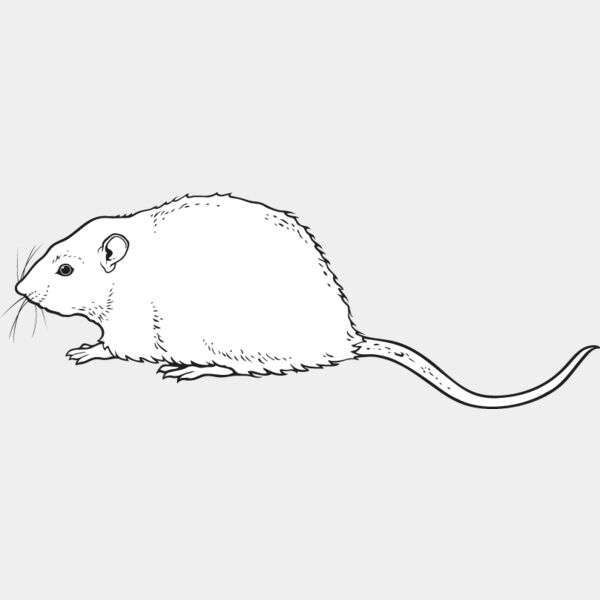 Rat Thumbnail