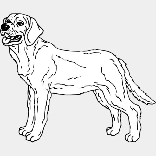 Labrador Retriever4 Thumbnail