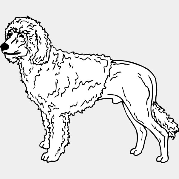 Portugese Water Dog Thumbnail