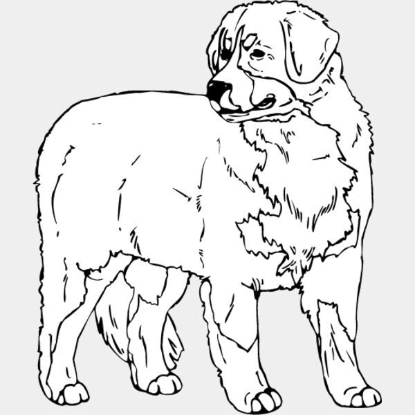 Bernese Mountain Dog1 Thumbnail