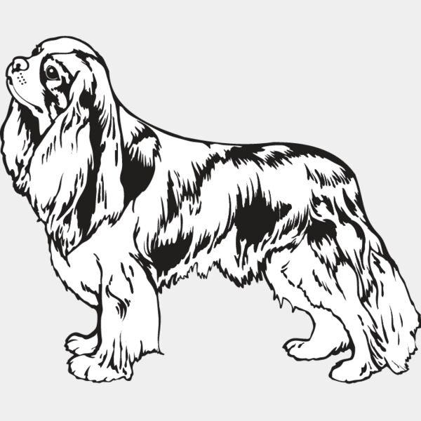 King Charles Spaniel2 Thumbnail