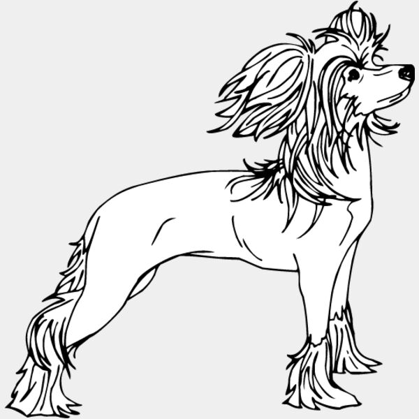 Chinese Crested2 Thumbnail