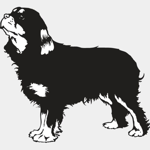 King Charles Spaniel3 Thumbnail