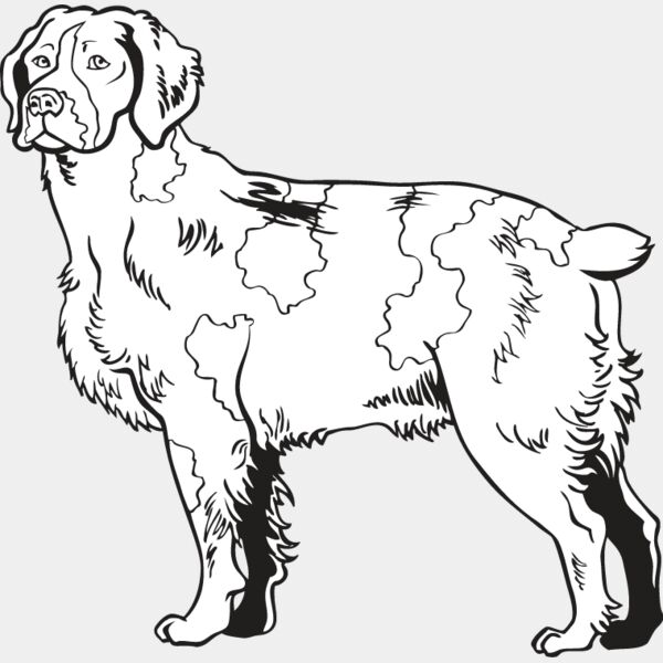 Brittany Spaniel2 Thumbnail