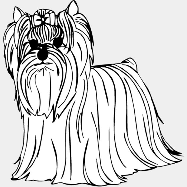 Yorkshire Terrier3 Thumbnail