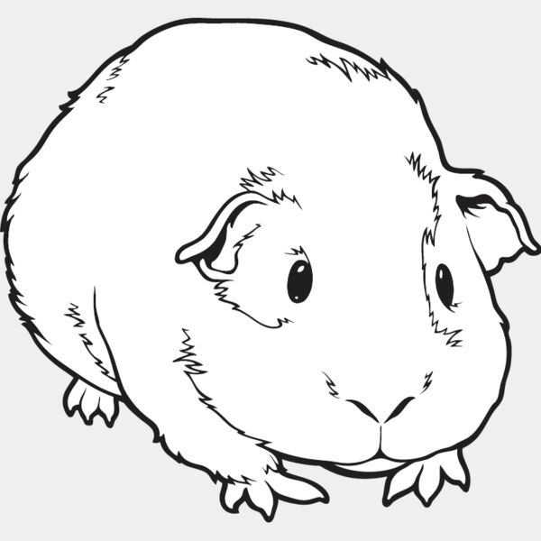 Guinea Pig Thumbnail