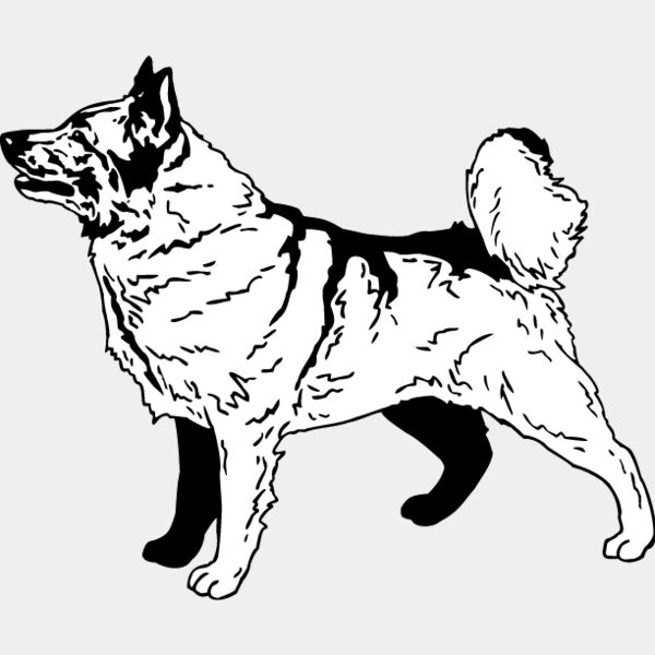 Norweigian Elk Hound Thumbnail