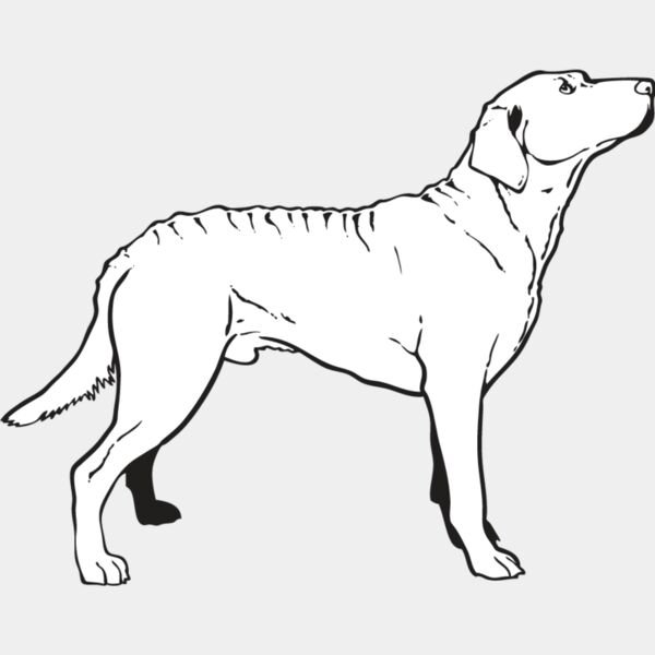 Chesapeake Bay Retriever2 Thumbnail