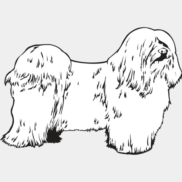 Havanese Thumbnail