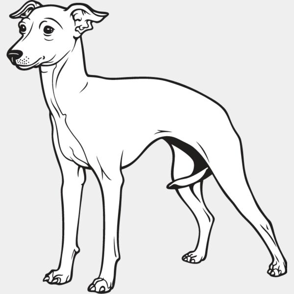 Italian Greyhound Thumbnail