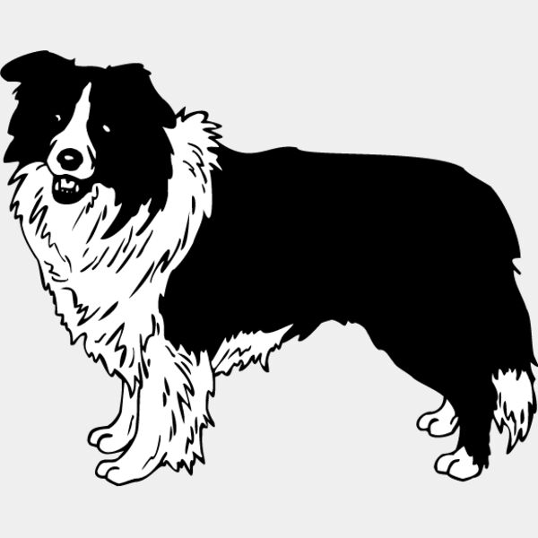 Border Collie1 Thumbnail