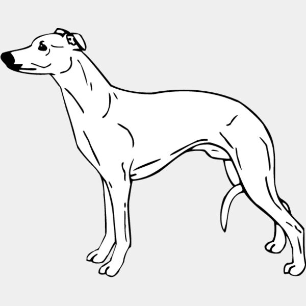 Whippet3 Thumbnail