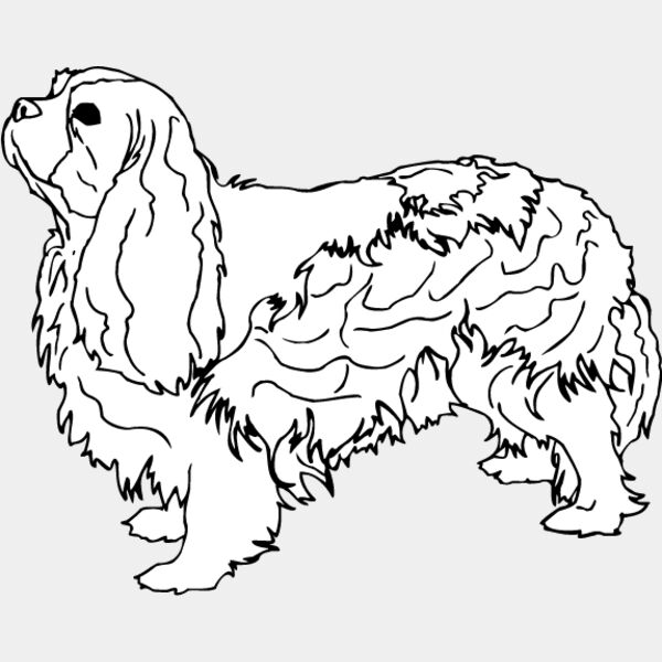 King Charles Spaniel1 Thumbnail
