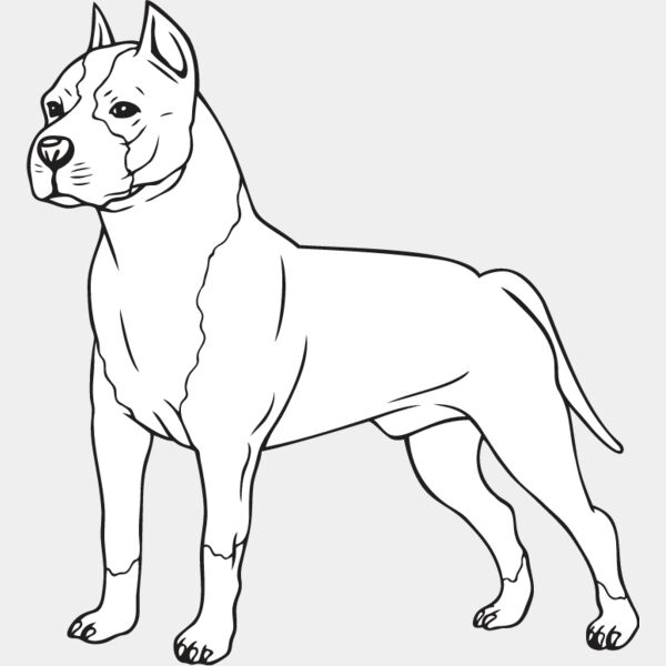 Staffordshire Bull Terrier2 Thumbnail
