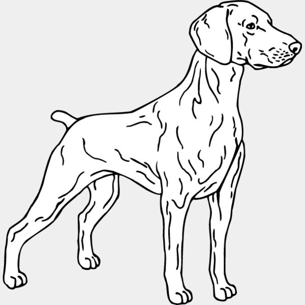 Weimaraner2 Thumbnail