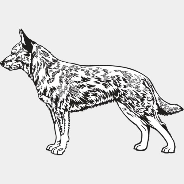 Australian Cattle Dog Thumbnail