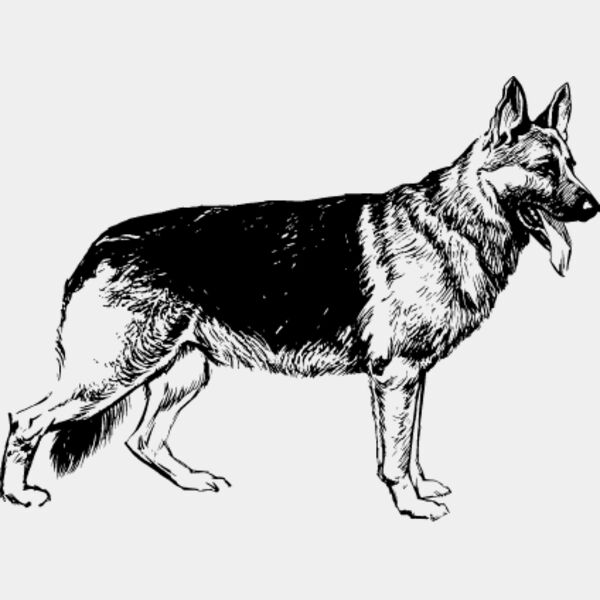 German Shepherd5 Thumbnail